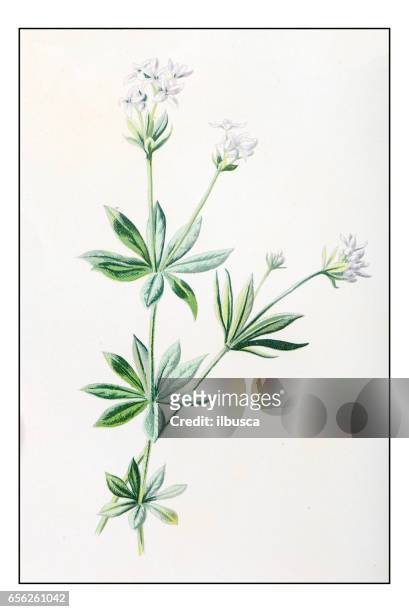 antique color plant flower illustration: woodruff - galium stock illustrations