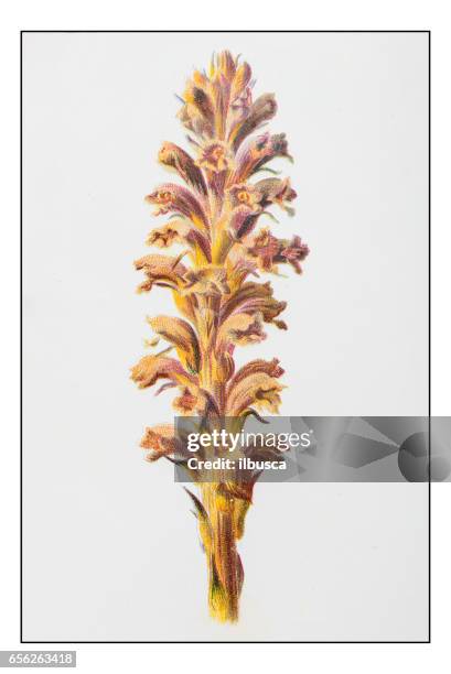antique color plant flower illustration: orobanche (broomrape or broom-rape) - orobanche stock illustrations