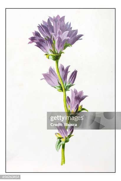 antique color plant flower illustration: campanula glomerata (clustered bellflower) - campanula stock illustrations