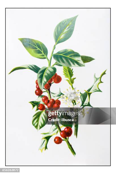 antike farbe pflanze blume abbildung: stechpalme (ilex) - holly stock-grafiken, -clipart, -cartoons und -symbole