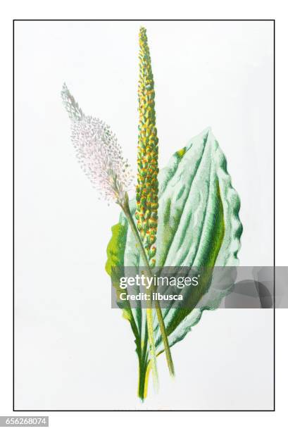 antique color plant flower illustration: plantago major (broadleaf plantain) - plantago major stock illustrations