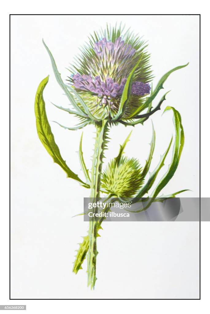 Antique illustration de fleur plante couleur : Dipsacus (Cardère)