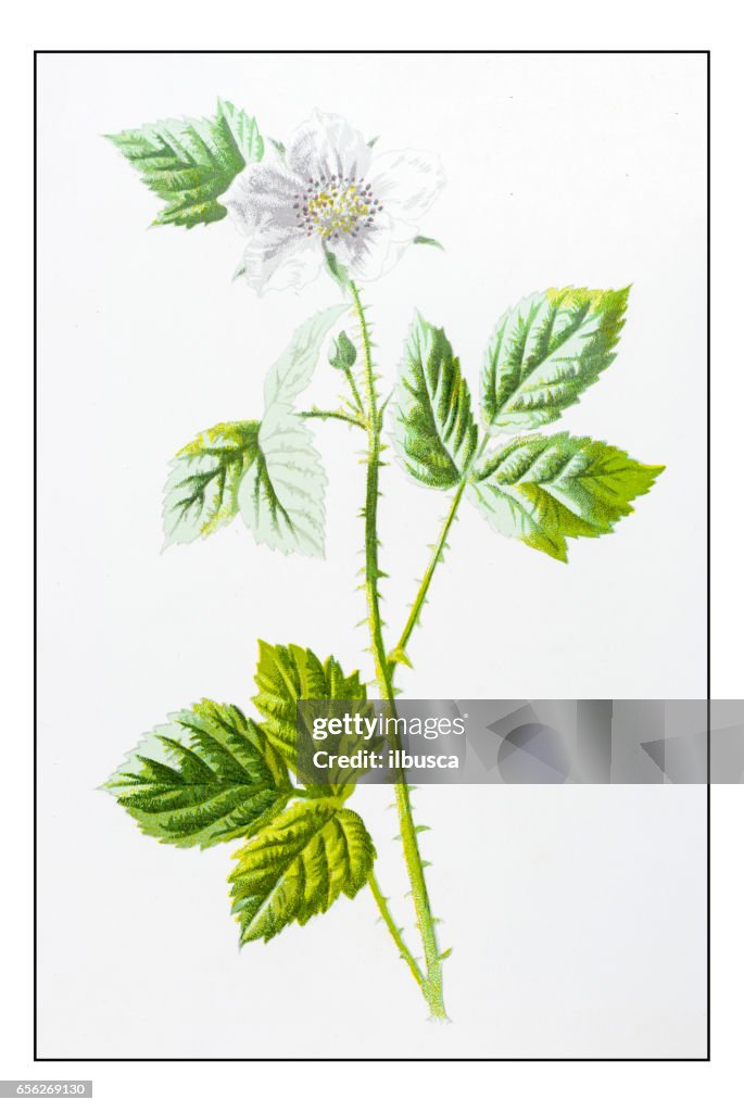 Antique color plant flower illustration: Dewberry