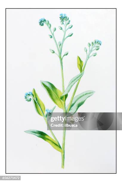 antike farbe pflanze blume abbildung: feld scorpion grass - wollgras stock-grafiken, -clipart, -cartoons und -symbole