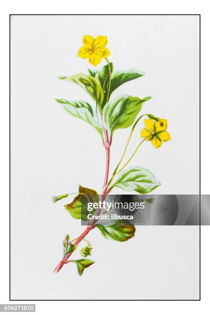 antike farbe pflanze blume abbildung: holz gilbweiderich (lysimachia nemorum) - gelbes pfennigkraut stock-grafiken, -clipart, -cartoons und -symbole