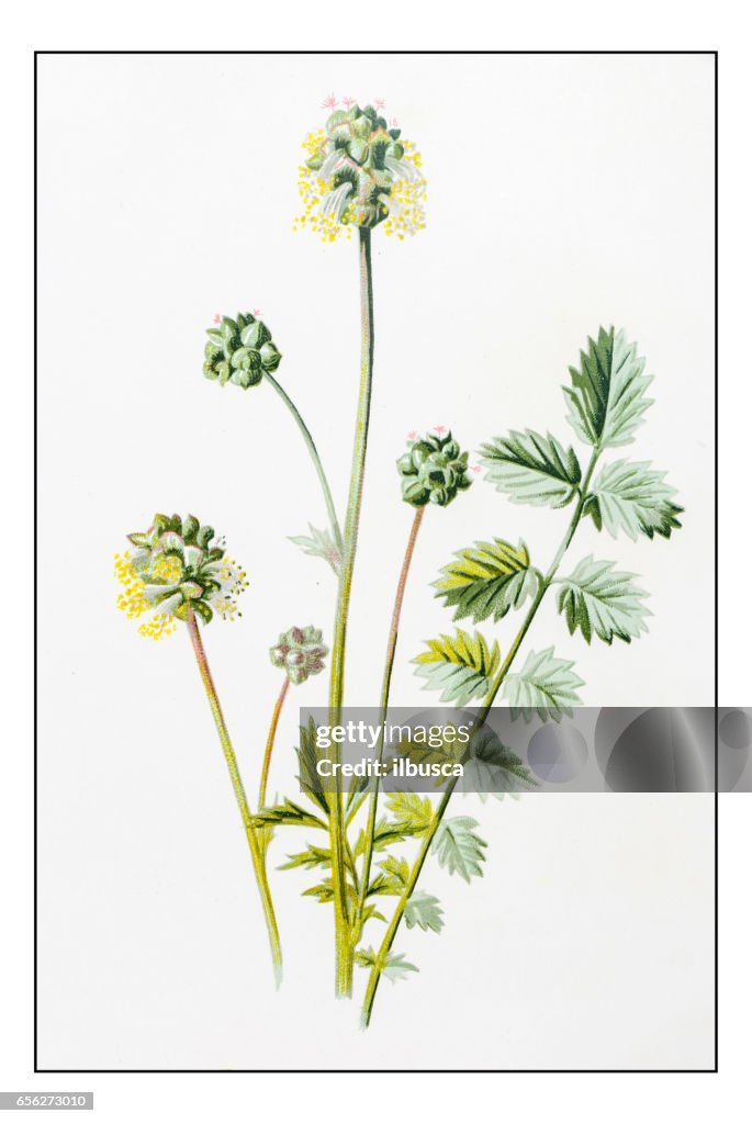 Antike Farbe Pflanze Blume Abbildung: Sanguisorba minor (Salat Burnet)