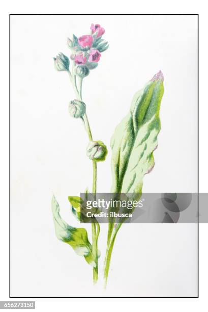 antique color plant flower illustration: cynoglossum officinale (houndstongue, houndstooth) - cynoglossum stock illustrations