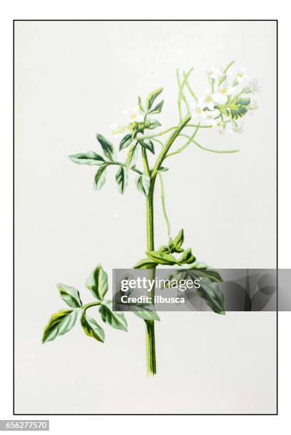 antique color plant flower illustration: watercress (nasturtium officinale) - watercress stock illustrations