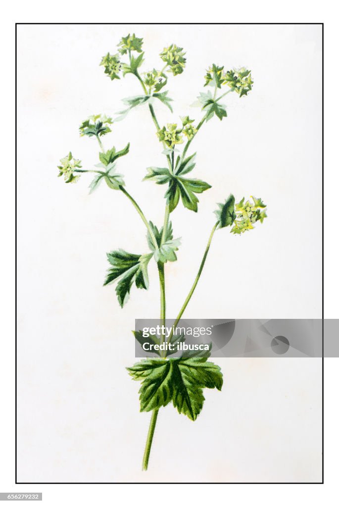 Antique color plant flower illustration: Alchemilla mollis (garden lady's-mantle)