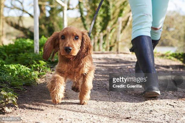 cocker spaniel puppy on outdoor walk with owner - cocker spaniel bildbanksfoton och bilder