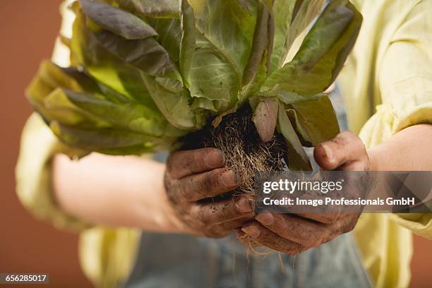 hands holding red lettuce plant with roots and soil - hands red soil stock pictures, royalty-free photos & images