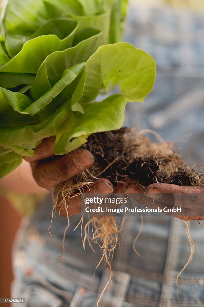 Hands holding lettuce plant with roots and soil