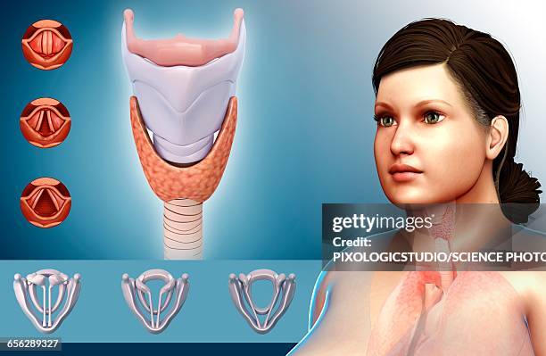 Vocal Anatomy Photos and Premium High Res Pictures - Getty Images
