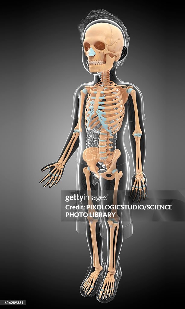 Skeletal System Of A Child Illustration High Biology Diagrams