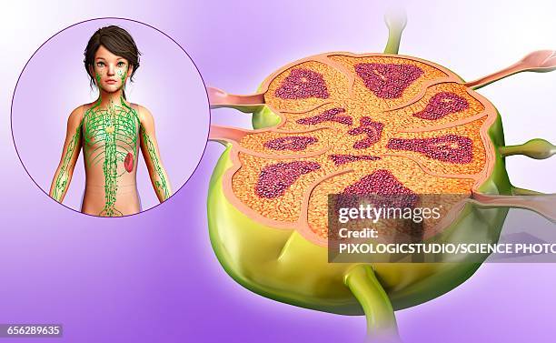 lymph node of a child, illustration - lymph node child stock illustrations