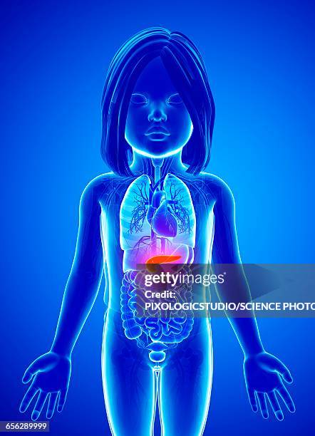 pancreas of a child, illustration - pancreas 3d stock illustrations