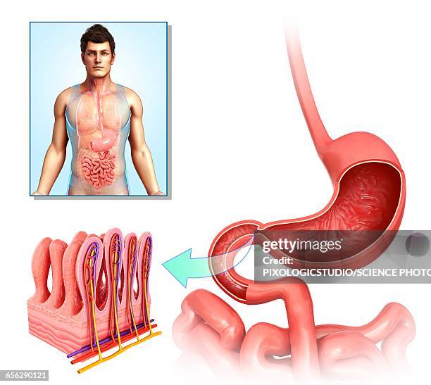 villi of the human stomach, illustration - 絨毛点のイラスト素材�／クリップアート素材／マンガ素材／アイコン素材