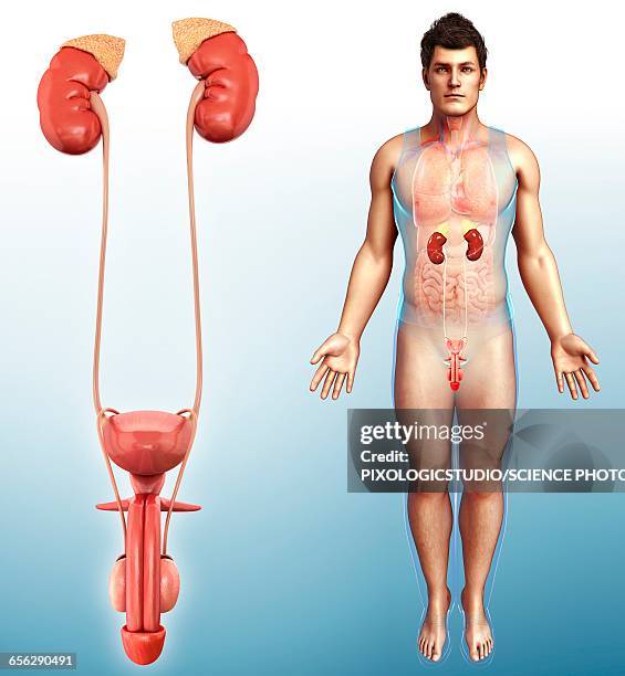 male urinary system, illustration - urethra stock illustrations