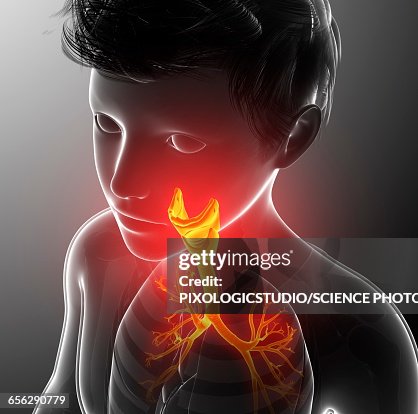 Human thyroid, illustration Human thyroid, illustration