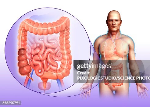 Human digestive system, illustration Human digestive system, illustration