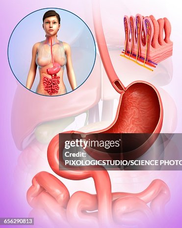 Human digestive system, illustration Human digestive system, illustration