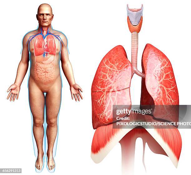 ilustrações de stock, clip art, desenhos animados e ícones de human respiratory system, illustration - diafragma sistema respiratório humano