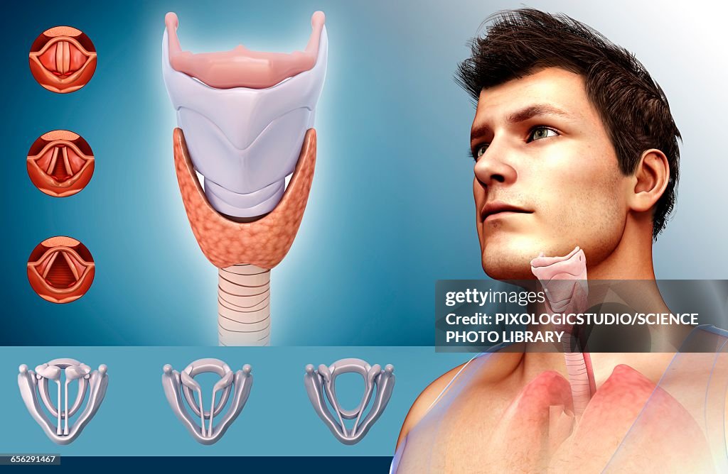 Human vocal cords, illustration