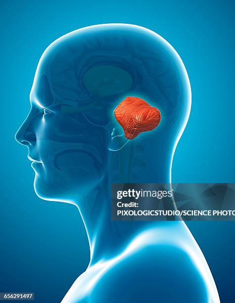 4,086 Cerebellum Stock Photos, High-Res Pictures, And Images - Getty Images