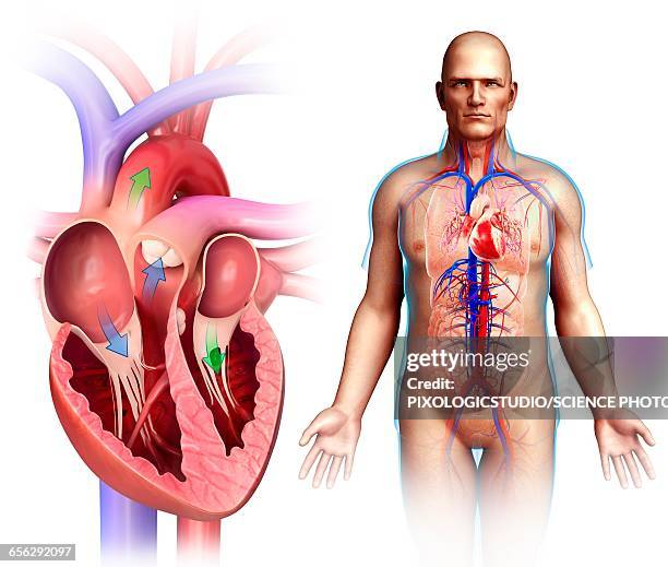 ilustraciones, imágenes clip art, dibujos animados e iconos de stock de human heart anatomy, illustration - heart ventricle