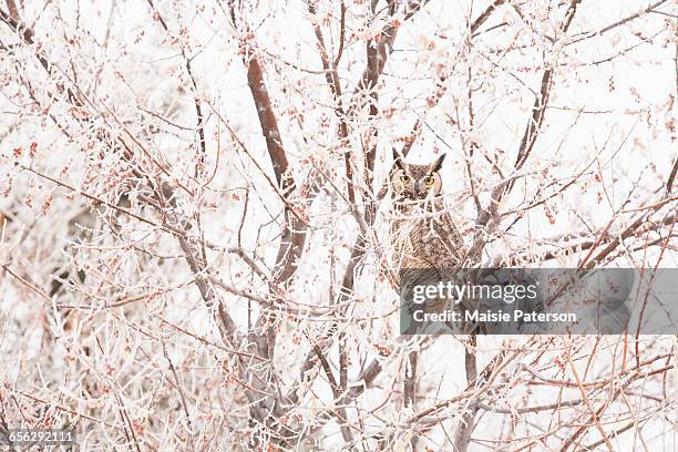 great horned owl (bubo virginianus) perching in tree in winter - great horned owl stock pictures, royalty-free photos & images