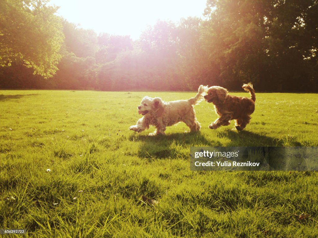 Couple of cocker spaniel dogs playing outdoor