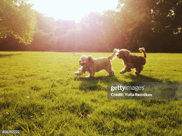 couple of cocker spaniel dogs playing outdoor - sunny park stock pictures, royalty-free photos & images