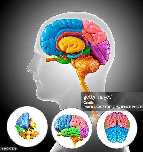 Major Brain Components 30,876 Parts Of Brain Diagram Stock Photos, High-Res Pictures, and ...
