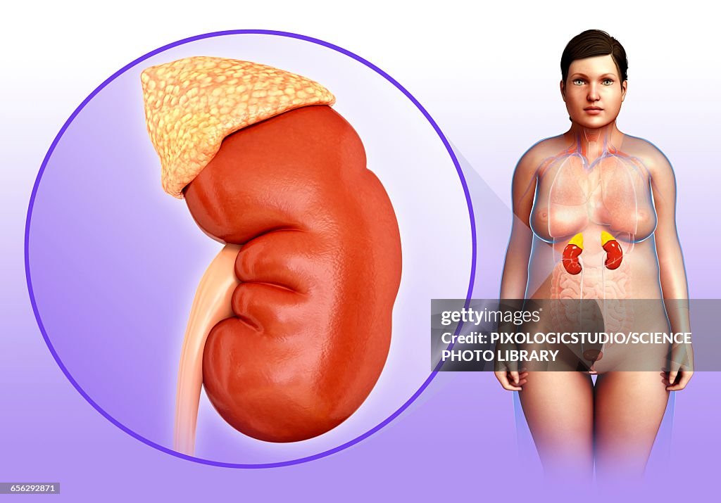 Human kidney anatomy, illustration