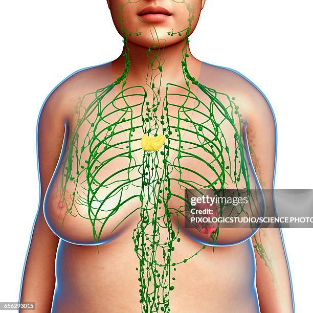 female lymphatic system, illustration - lymph node stock illustrations