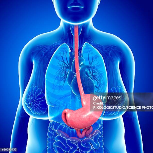 female stomach, illustration - oesophagus stock illustrations