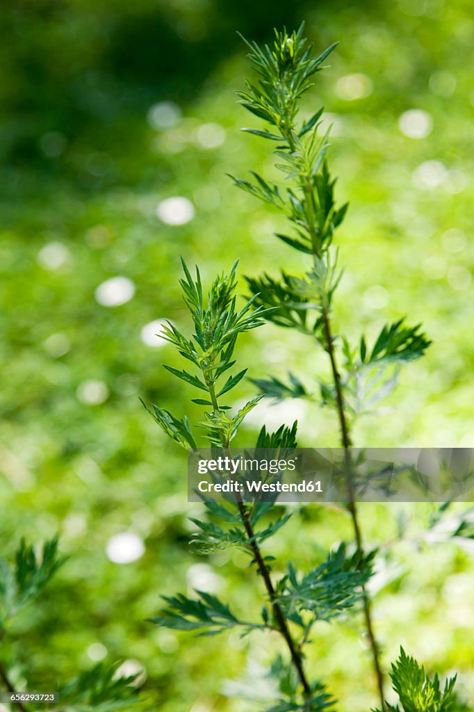 Mugwort, Artemisia vulgaris, healing plant