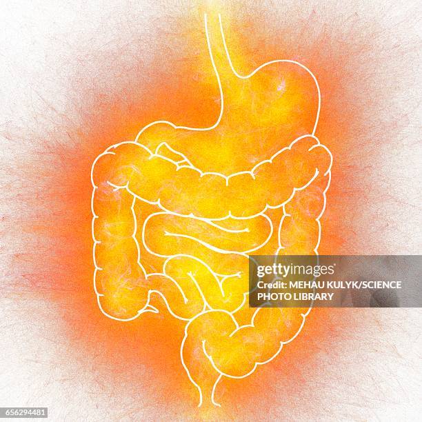 human intestine, illustration - abdomen stock illustrations