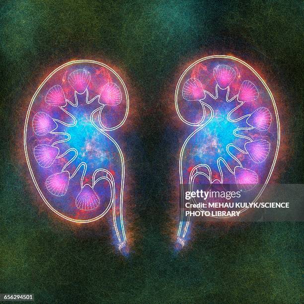 human kidneys, illustration - human kidney illustrations stock illustrations
