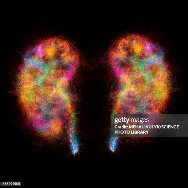 ilustrações de stock, clip art, desenhos animados e ícones de human kidneys, illustration - rim órgão interno