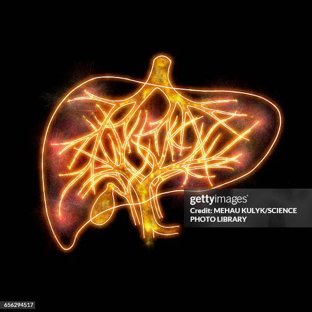 human liver, illustration - menschliche leber stock-grafiken, -clipart, -cartoons und -symbole