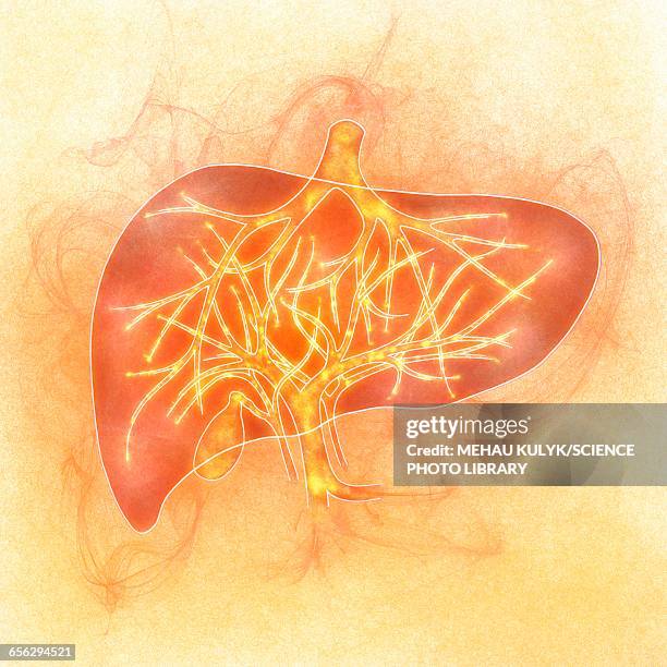 human liver, illustration - liver stock illustrations