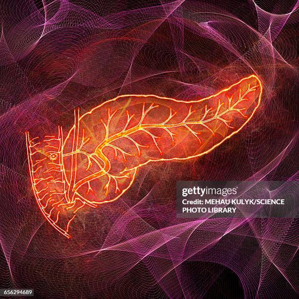 human pancreas, illustration - pancreas 3d stock illustrations