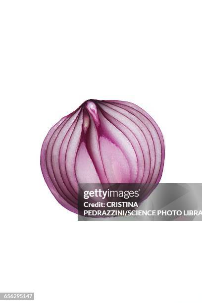 red onion - spanish onion bildbanksfoton och bilder