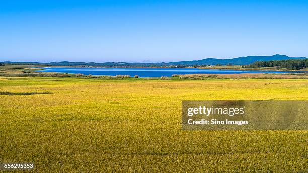 Linjiang 139 Bai Shan Stock Photos, High-Res Pictures, and Images - Getty Images