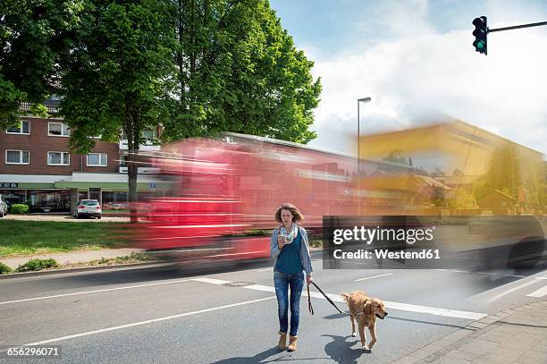 woman with smartphone and dog crossing a road - clumsy walker stock pictures, royalty-free photos & images