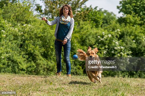 woman throwing ball, golden retriever running on meadow - dog training stock-fotos und bilder
