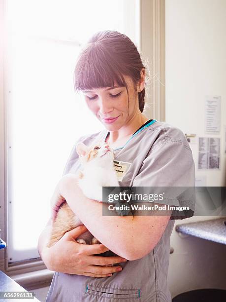 kitten looking at vet - vet with kitten stock pictures, royalty-free photos & images