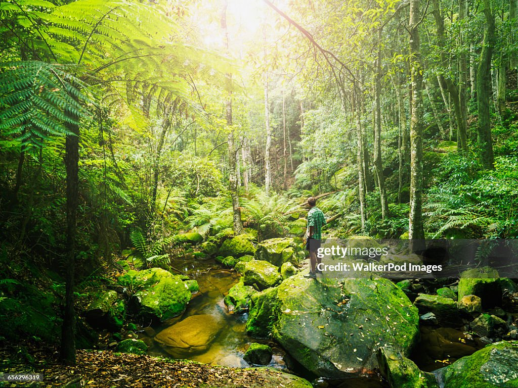 Australia, New South Wales, Katoomba, Mid adult man standing on rock in green forest