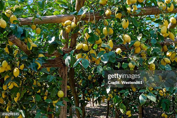 italy, campania, amalfi, valle delle ferriere, lemon plantation - citrus limon foto e immagini stock